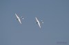Synchron Gliders